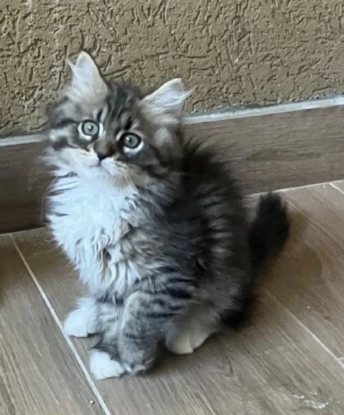 cucciole di gatto siberiano ipoallergenico | Foto 0