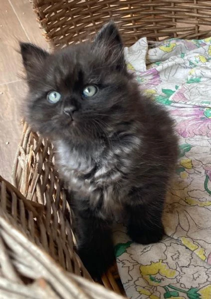 cucciole di gatto siberiano ipoallergenico | Foto 2