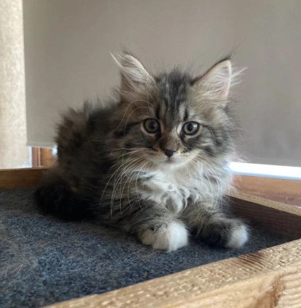 cucciole di gatto siberiano ipoallergenico | Foto 0