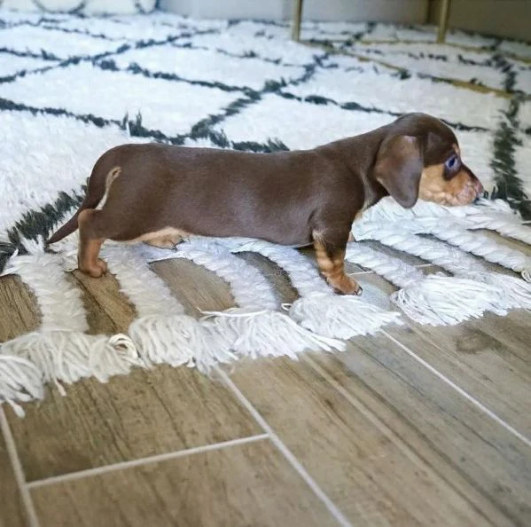 cuccioli di bassotto in regalo – adozione responsabile 