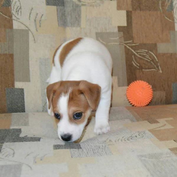 cuccioli di jack russell terrier in regalo – cercano una famiglia amorevole