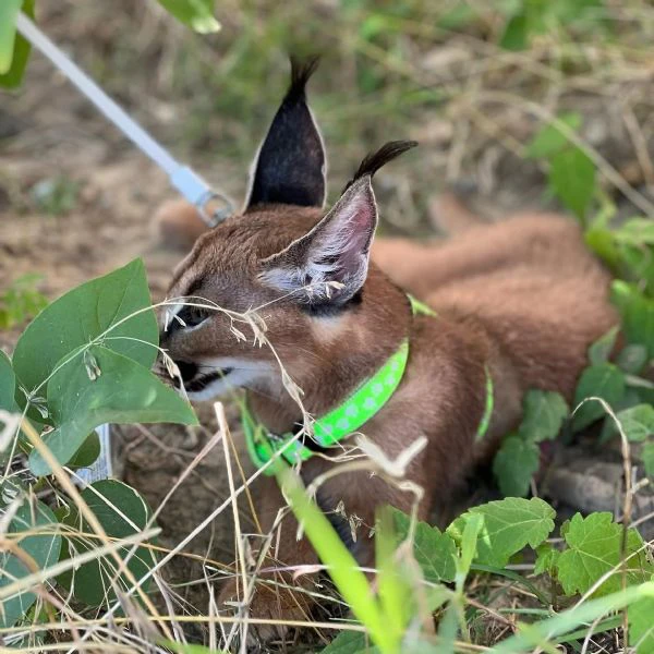 sono disponibili splendidi cuccioli di caracal. | Foto 3