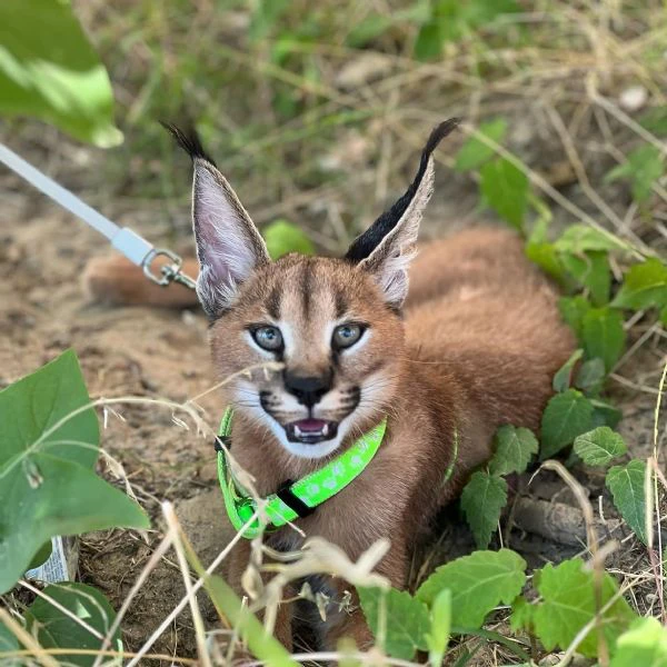 sono disponibili splendidi cuccioli di caracal. | Foto 1