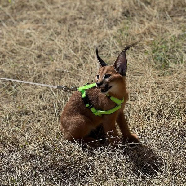sono disponibili splendidi cuccioli di caracal. | Foto 0