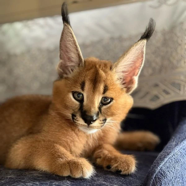 sono disponibili splendidi cuccioli di caracal.