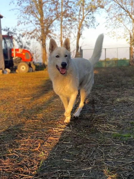 pastore svizzero bianco – cuccioli | Foto 5