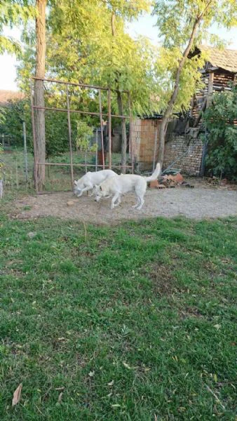 pastore svizzero bianco – cuccioli | Foto 4