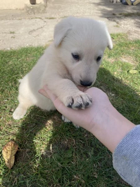 pastore svizzero bianco – cuccioli | Foto 3
