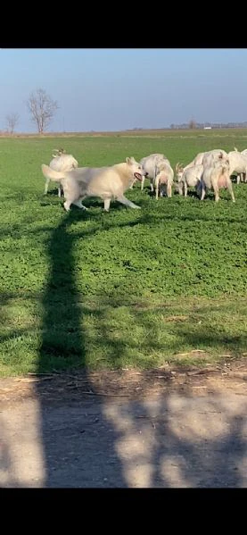 pastore svizzero bianco – cuccioli | Foto 2