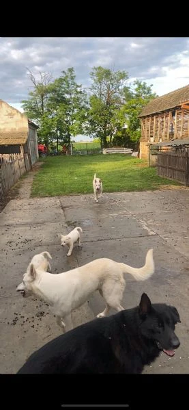 pastore svizzero bianco – cuccioli | Foto 1