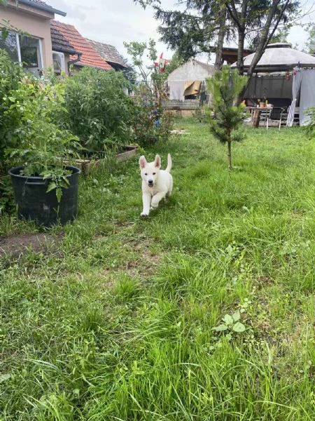 pastore svizzero bianco – cuccioli