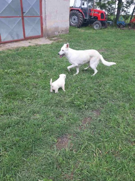 pastore svizzero bianco – cuccioli | Foto 0