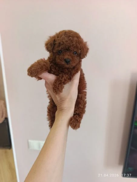 adorabili cuccioli di barboncino nano in vendita. | Foto 1