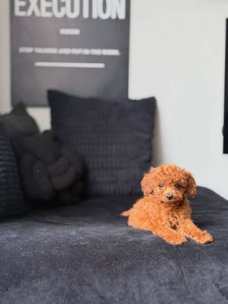 adorabili cuccioli di barboncino nano in vendita. | Foto 1
