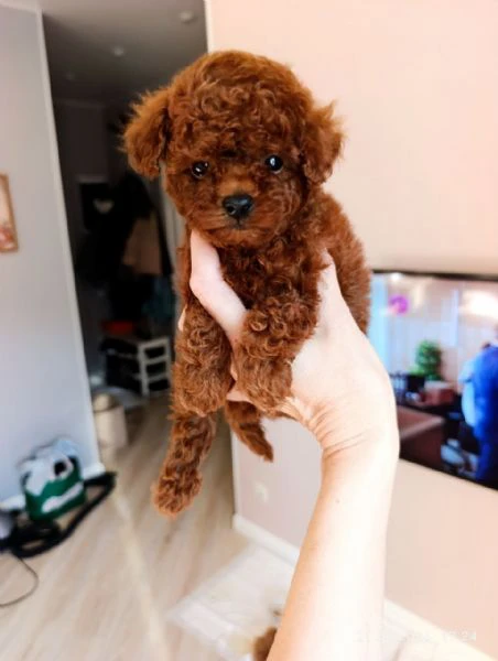 adorabili cuccioli di barboncino nano in vendita. | Foto 0