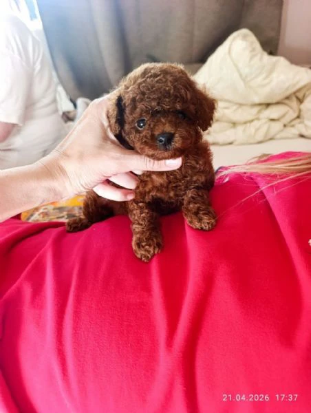 adorabili cuccioli di barboncino nano in vendita.