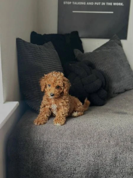 adorabili cuccioli di barboncino nano in vendita. | Foto 0