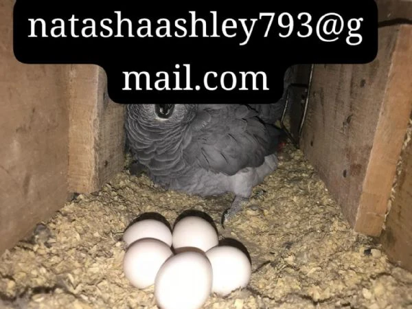  fertile parrot eggs – international shipping available | Foto 0