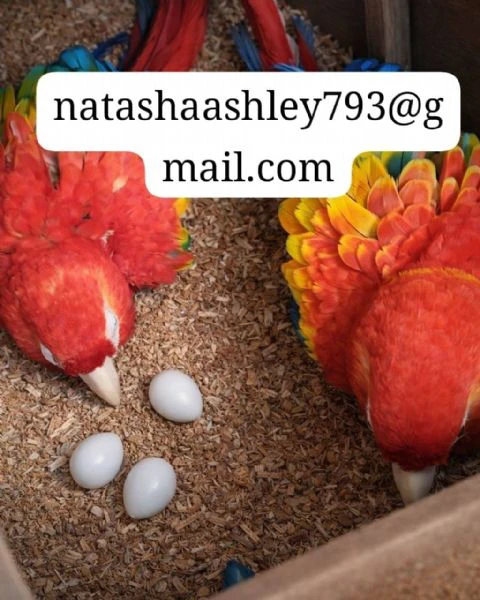  buy fertile parrot eggs for sale – high hatchability | Foto 0