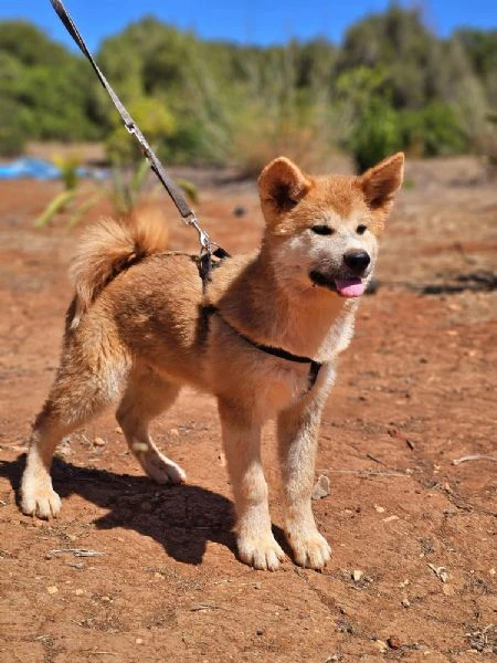 cachorros akita inu – machos y hembras