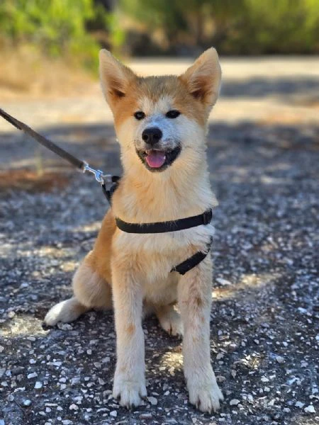cachorros akita inu – machos y hembras | Foto 1