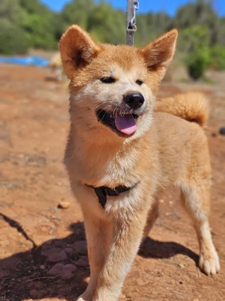 cachorros akita inu – machos y hembras | Foto 0
