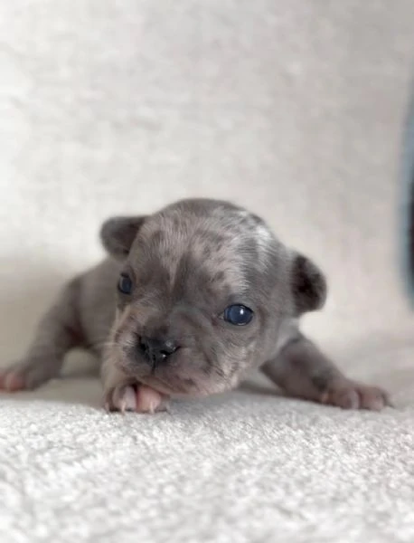 bulldog francese bellissimi cuccioli | Foto 5