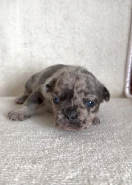 bulldog francese bellissimi cuccioli | Foto 4