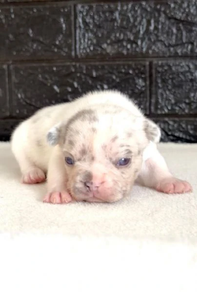 bulldog francese bellissimi cuccioli | Foto 3