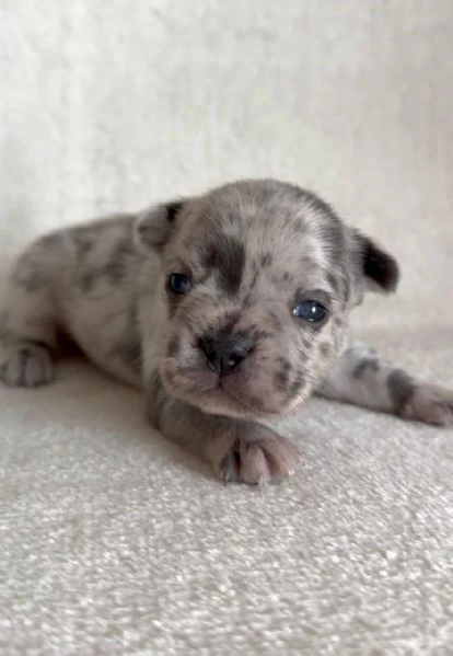 bulldog francese bellissimi cuccioli | Foto 2