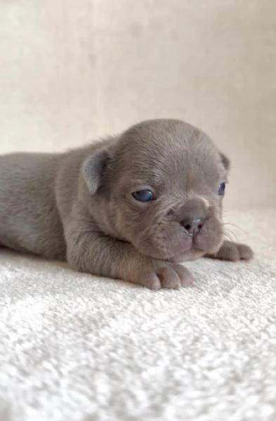 bulldog francese bellissimi cuccioli | Foto 1