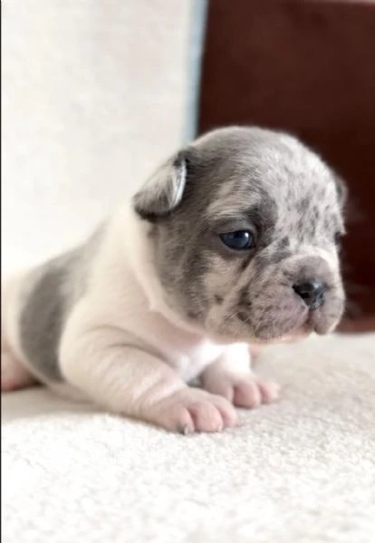 bulldog francese bellissimi cuccioli