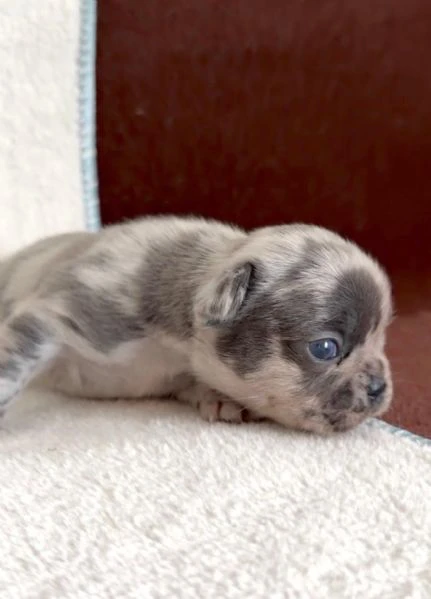 bulldog francese bellissimi cuccioli | Foto 0