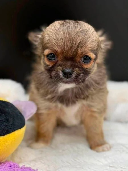 regalo adorabili cuccioli di carlino e chihuahua,