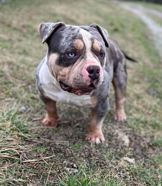 american bully pocket – maschio e femmina in vendita | Foto 1
