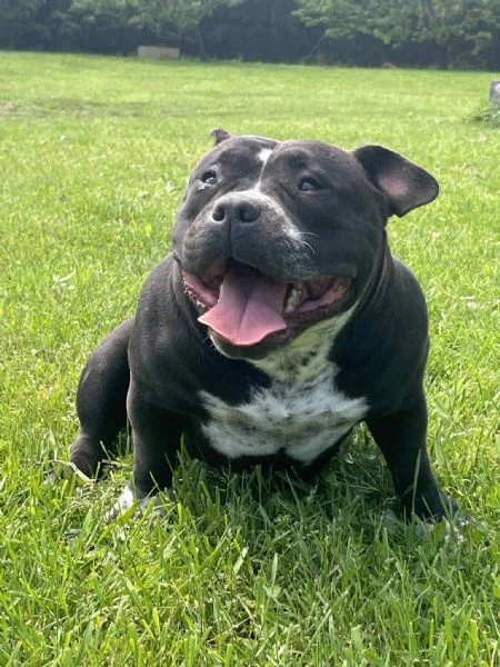 american bully pocket – maschio e femmina in vendita | Foto 0