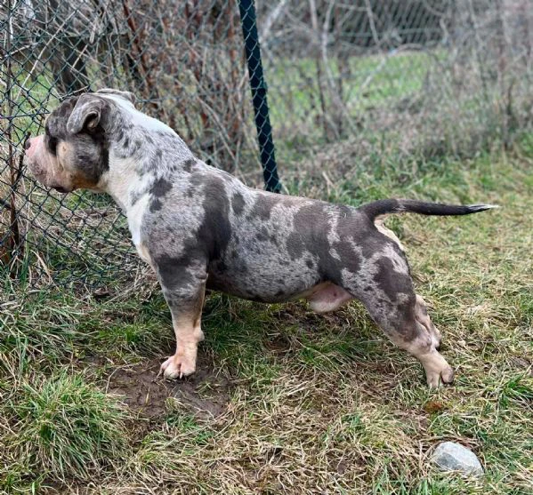 american bully pocket – maschio e femmina in vendita