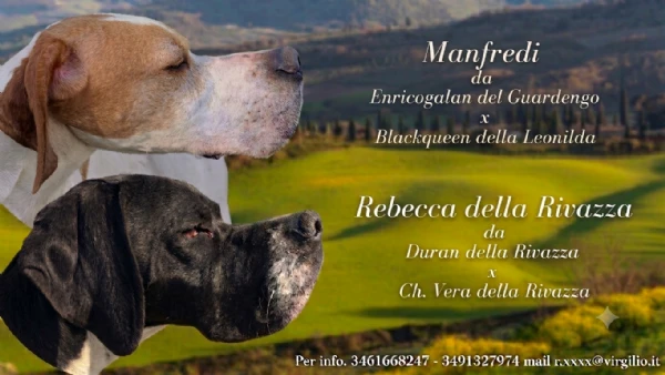 pointer inglese cuccioli 