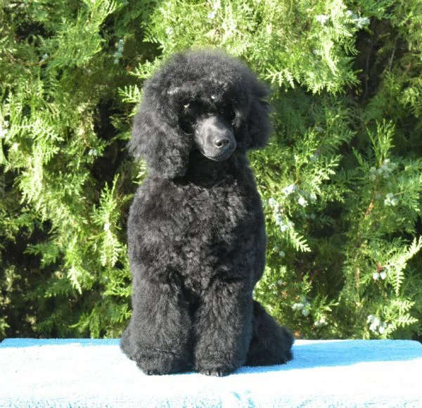 femmina di barboncino nano nero | Foto 2