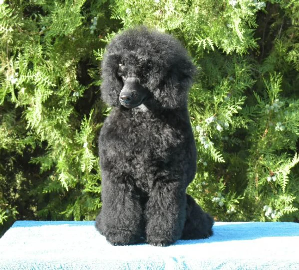 femmina di barboncino nano nero | Foto 1