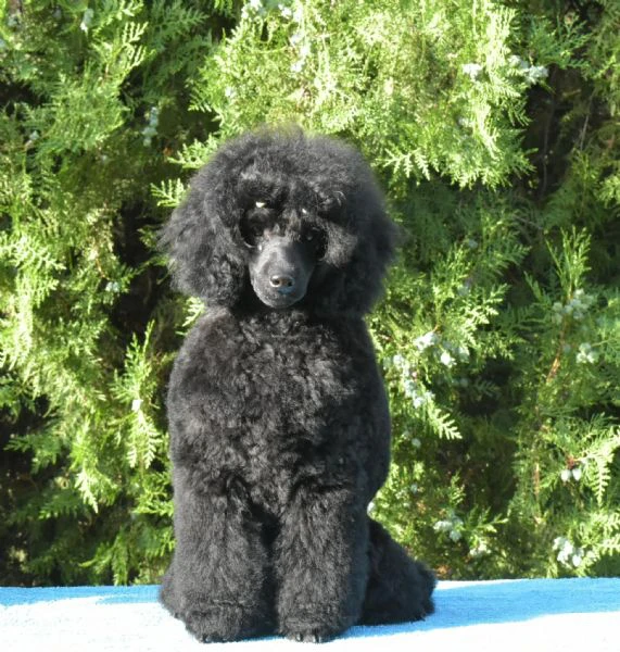 femmina di barboncino nano nero | Foto 0