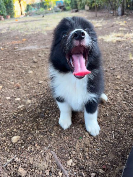 cuccioli border collie con pedigree | Foto 3