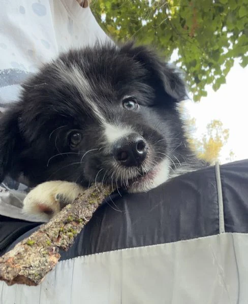 cuccioli border collie con pedigree | Foto 1