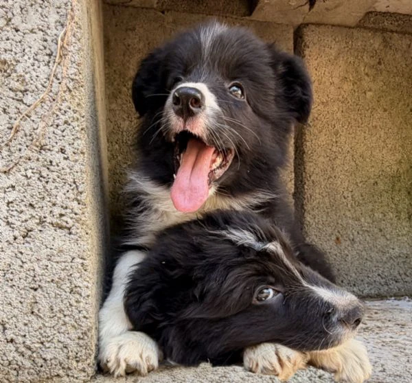 cuccioli border collie con pedigree | Foto 0