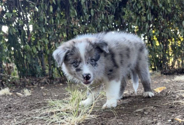 cuccioli border collie con pedigree