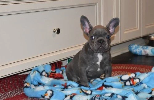 cuccioli di bulldog francesi