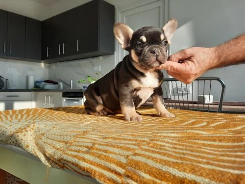 splendida cucciolata di bulldog francesi