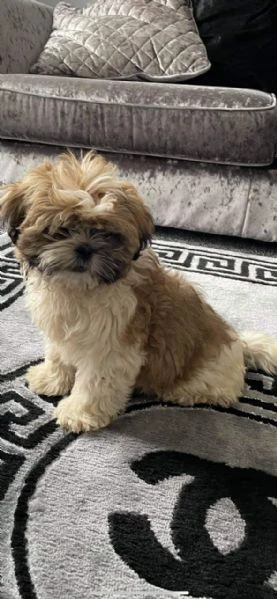 carinissimi cuccioli di shih tzu