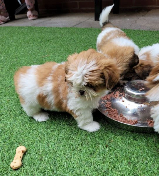 adorabili cuccioli di shih tzu | Foto 0