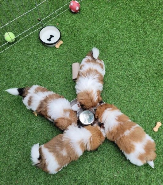 adorabili cuccioli di shih tzu